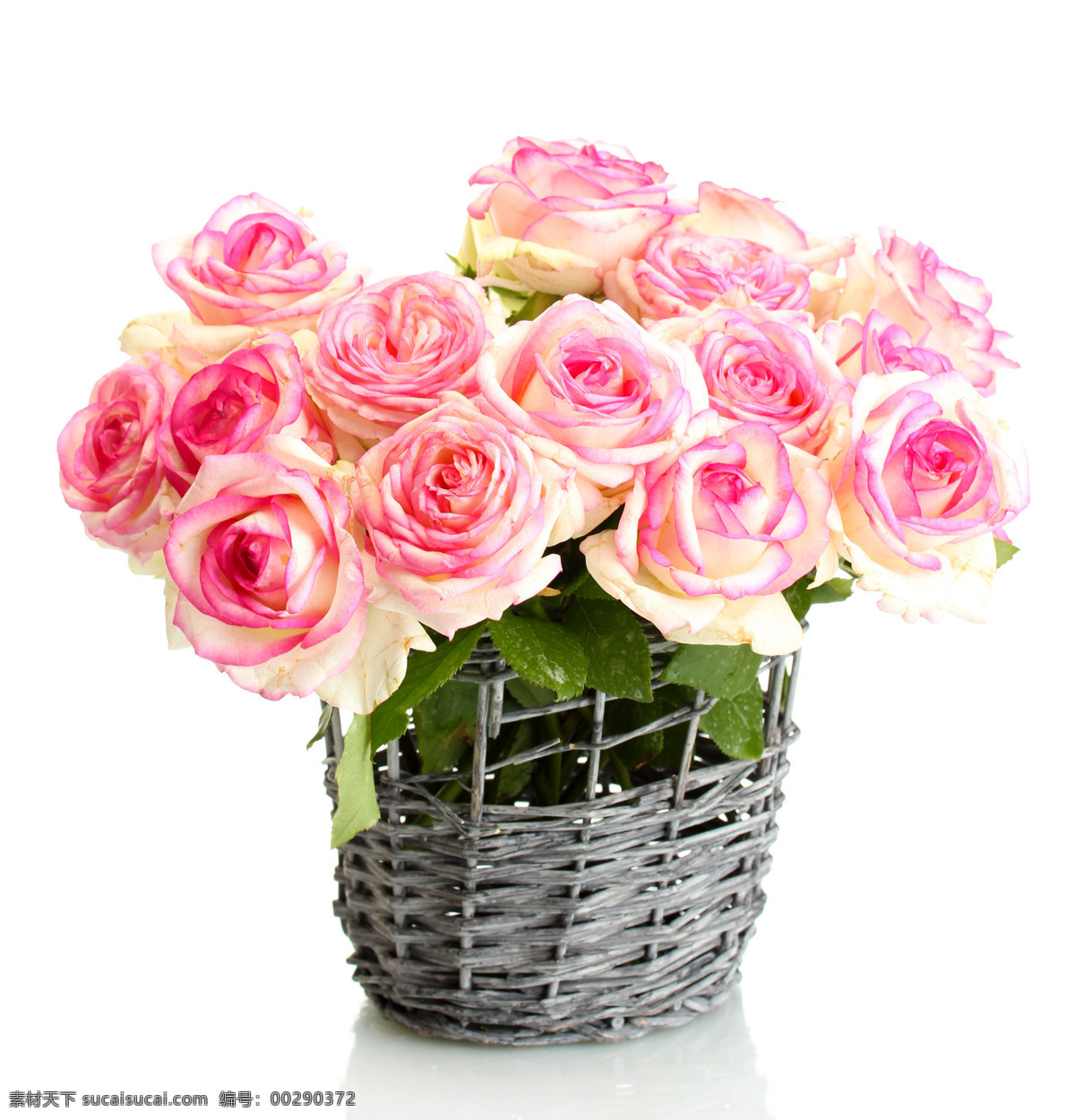 粉红 粉红玫瑰 红花 红玫瑰 花苞 花草 花朵 花卉 玫瑰花篮 玫瑰花 月季 礼品 礼物 植株 月季花 露水 花素材 花束 情人节 植物 生物世界 玫瑰 节日素材 情人节七夕