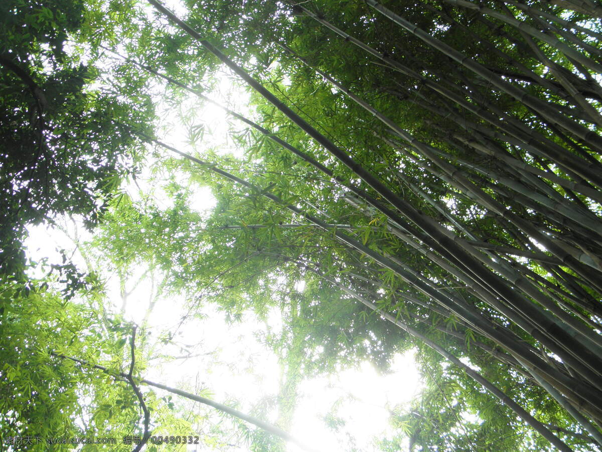 竹林 风景 竹海 竹林风景 竹林深处 生活 旅游餐饮