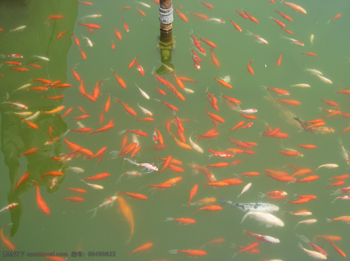 鱼群 红金鱼 金鱼 绿水 生物世界 鱼类 鱼塘 鱼池