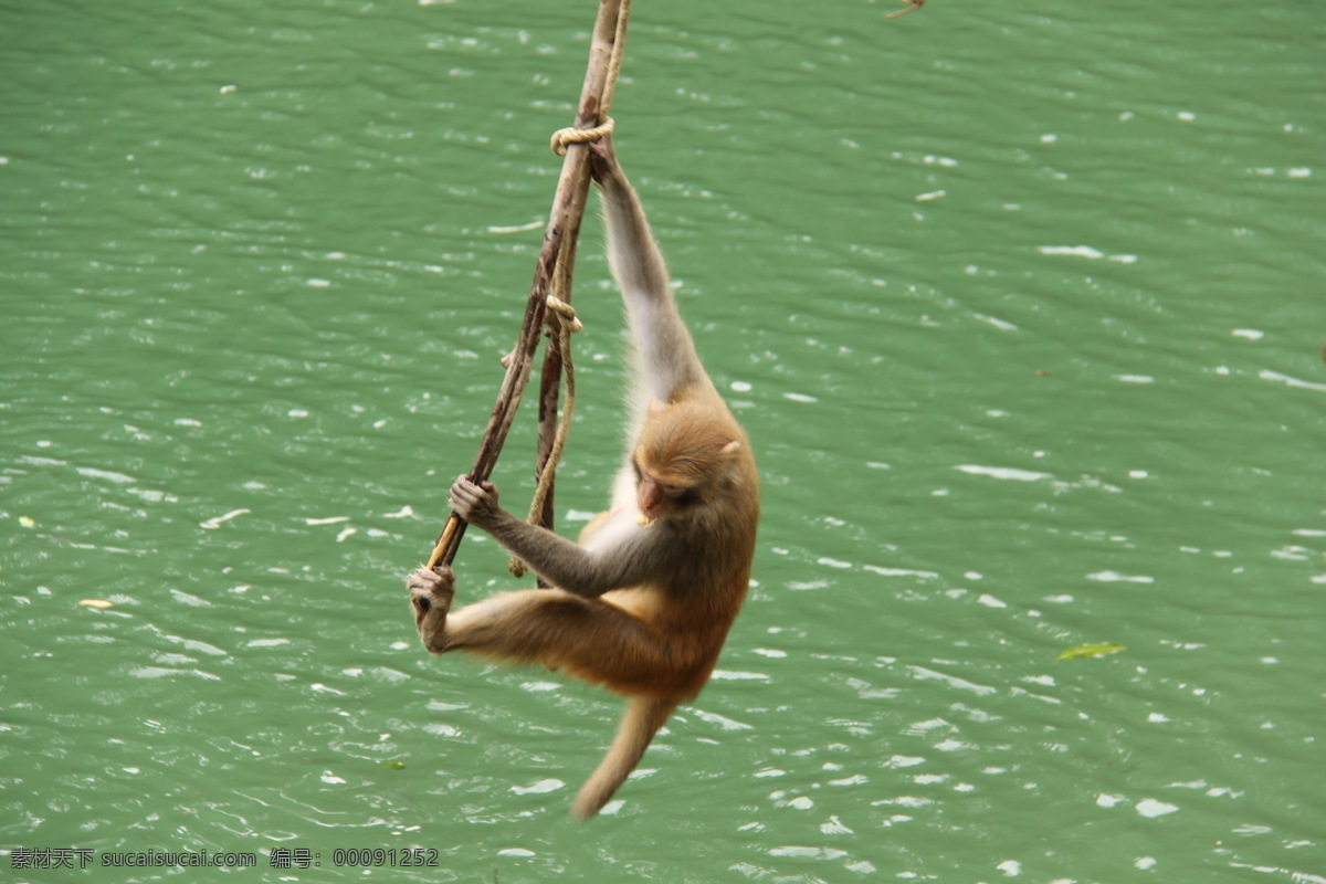 猴子 小猴子 母猴 调皮 调皮的猴子 野生动物 生物世界