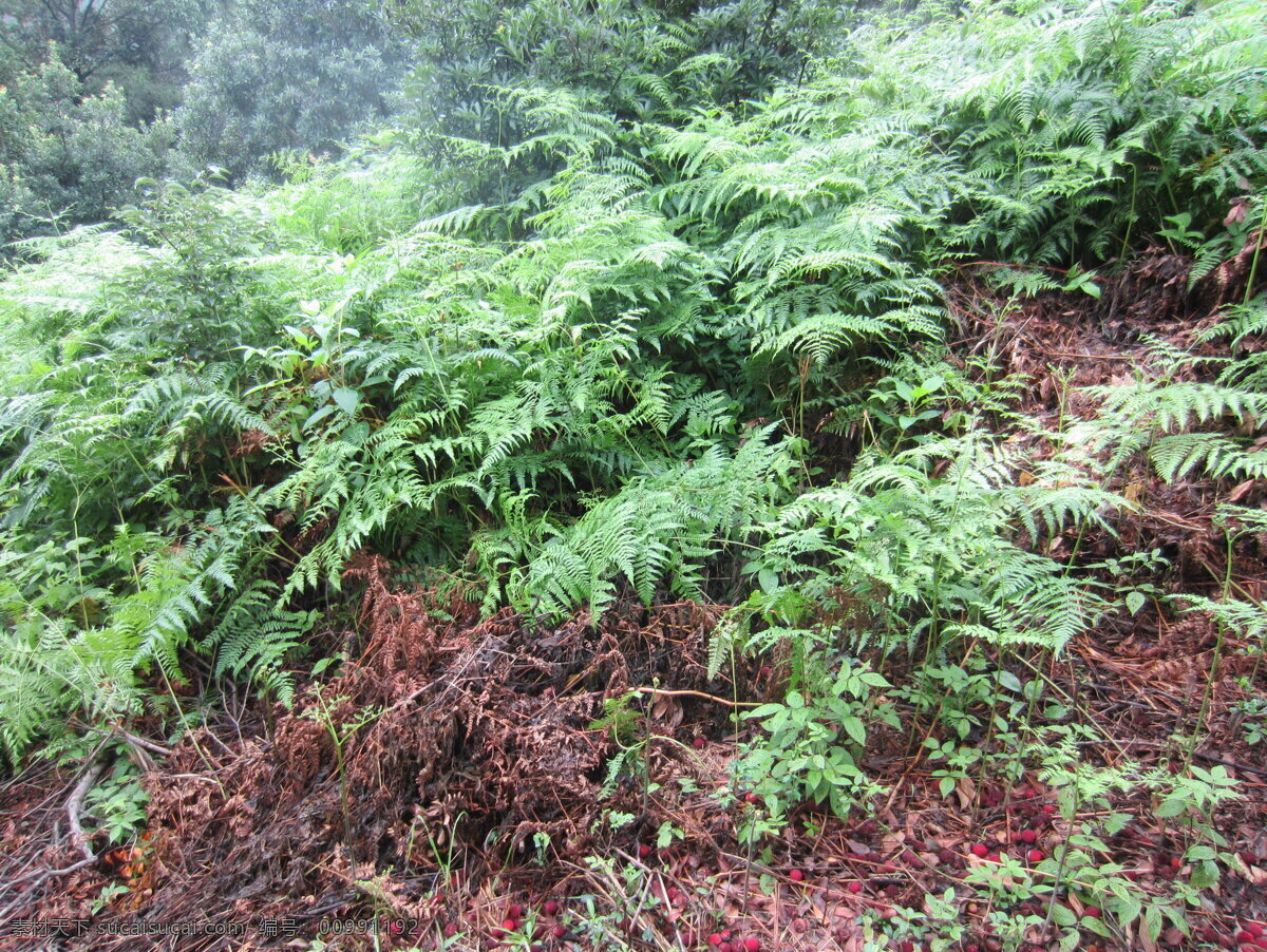 山上的蕨类 杨梅草 蕨类 植物 蕨类植物 野草 野菜 慈溪杨梅 生物世界 水果