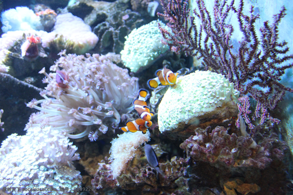 海底世界 海底 探索 自然景观 生物世界 海洋生物 海水 珊瑚 水草 小鱼