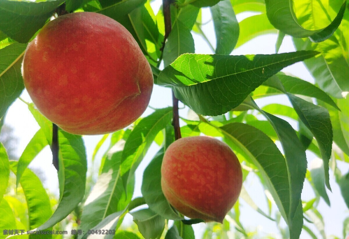 桃树 桃树枝 红桃 红桃桃子 成熟 果实 采摘 种植 果园 水果园 桃园 生物世界 水果
