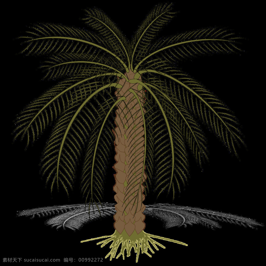 palm 树 植物 自然 植物区系 棕榈 帕尔梅拉 插画集