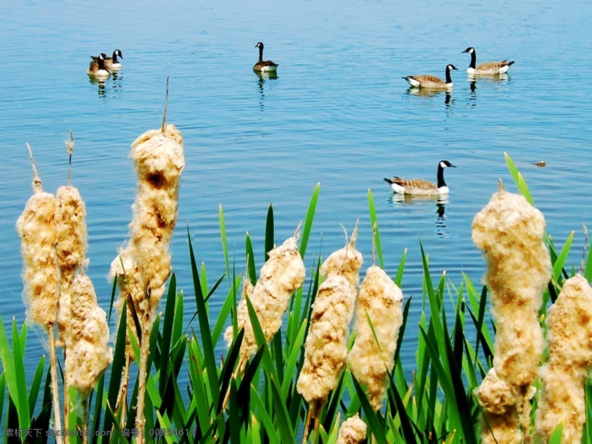 湖里 鸭子 湖泊 湖水 水乡景色 生物世界