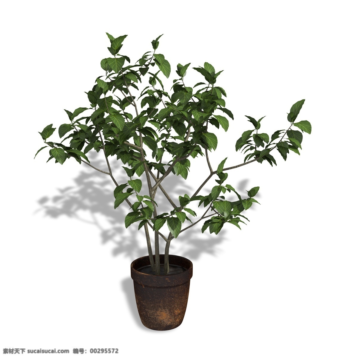 绿色植物 盆景 小树 盆景小树 绿色 植被 仿真树木 树木 种植 栽培 树叶 叶茂 枝繁叶茂树 净化空气