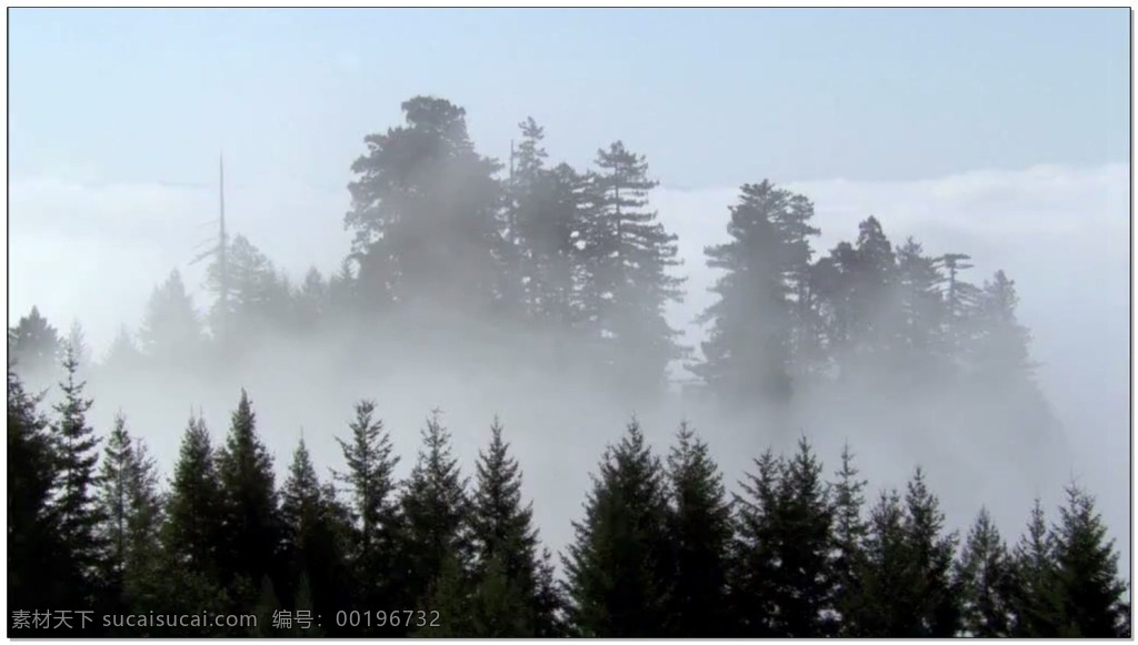 云雾山 动态 视频 烟雾 松树 意境 视频素材 动态视频素材