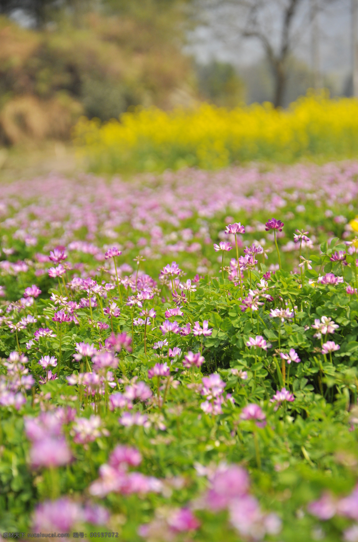 紫云英 小花 草丛 花丛 红花 油菜花 野地 风景 自然 sheep 花草 生物世界