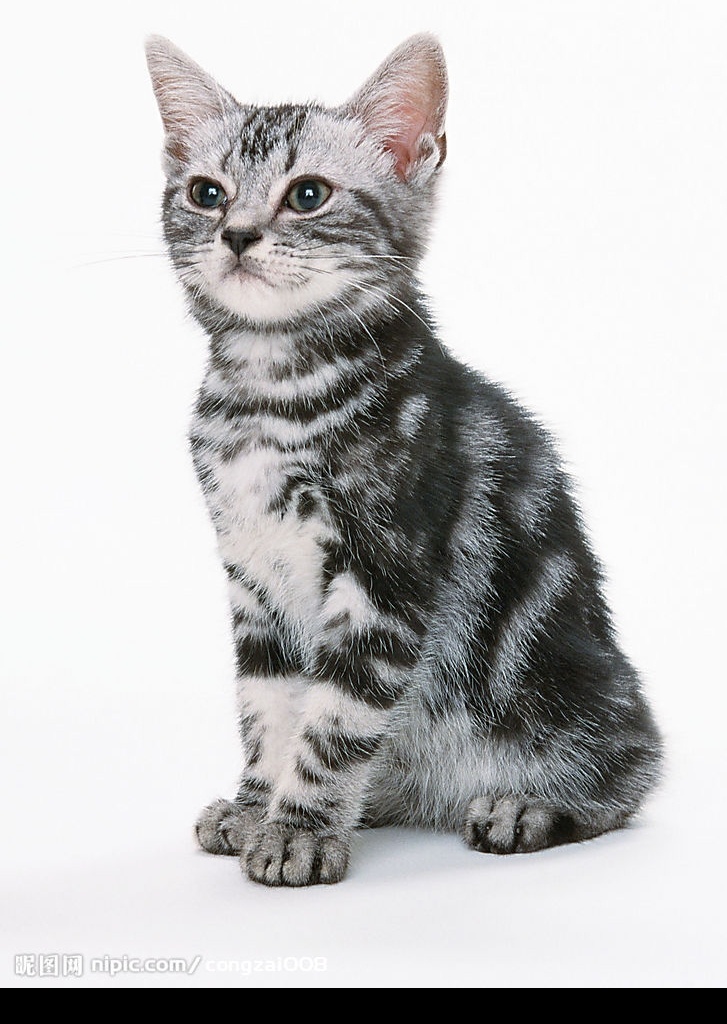 黑白花猫 猫 动物 宠物 可爱 家猫 可爱之猫 生物世界 家禽家畜 摄影图库