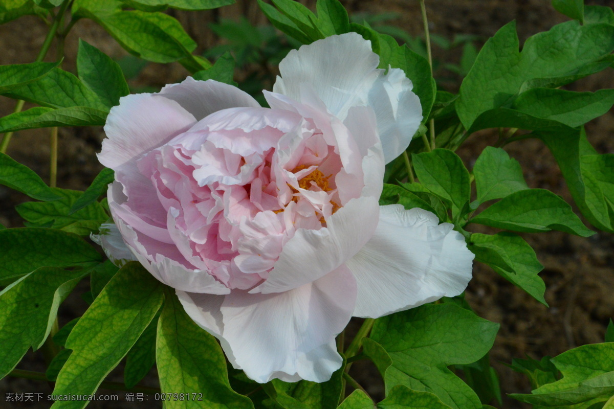 牡丹花 牡丹 观赏花卉 鼠姑 木芍药 百雨金 洛阳花 花朵 花瓣 花蕊 花卉 花儿 花草 植物 园林绿化 绿化景观 芍药牡丹 生物世界