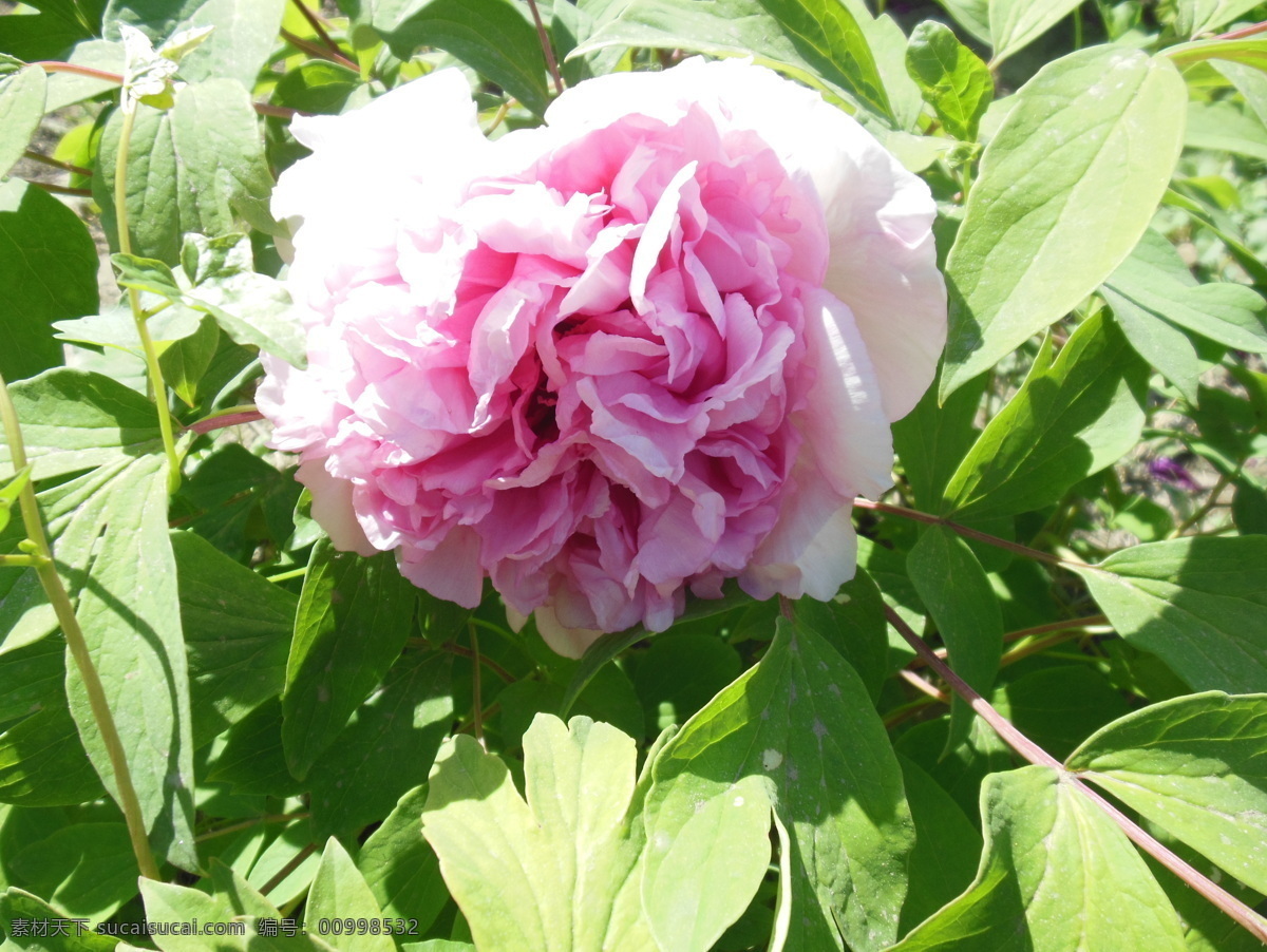 牡丹花 春天 高清图 花草 花开富贵 生物世界 姹紫嫣红 psd源文件