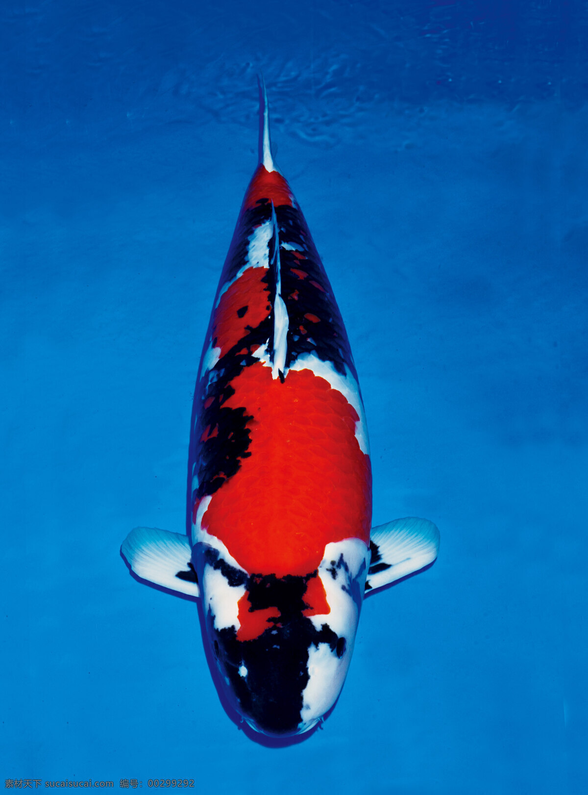 昭和三色 鱼 锦锂 摄影图 高清 生物世界 鱼类