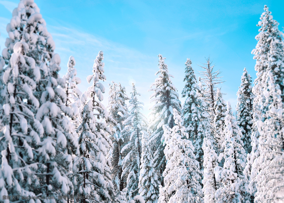 冬日雪松 冬天 下雪 雪松 松树 白雪皑皑 自然景观 自然风景