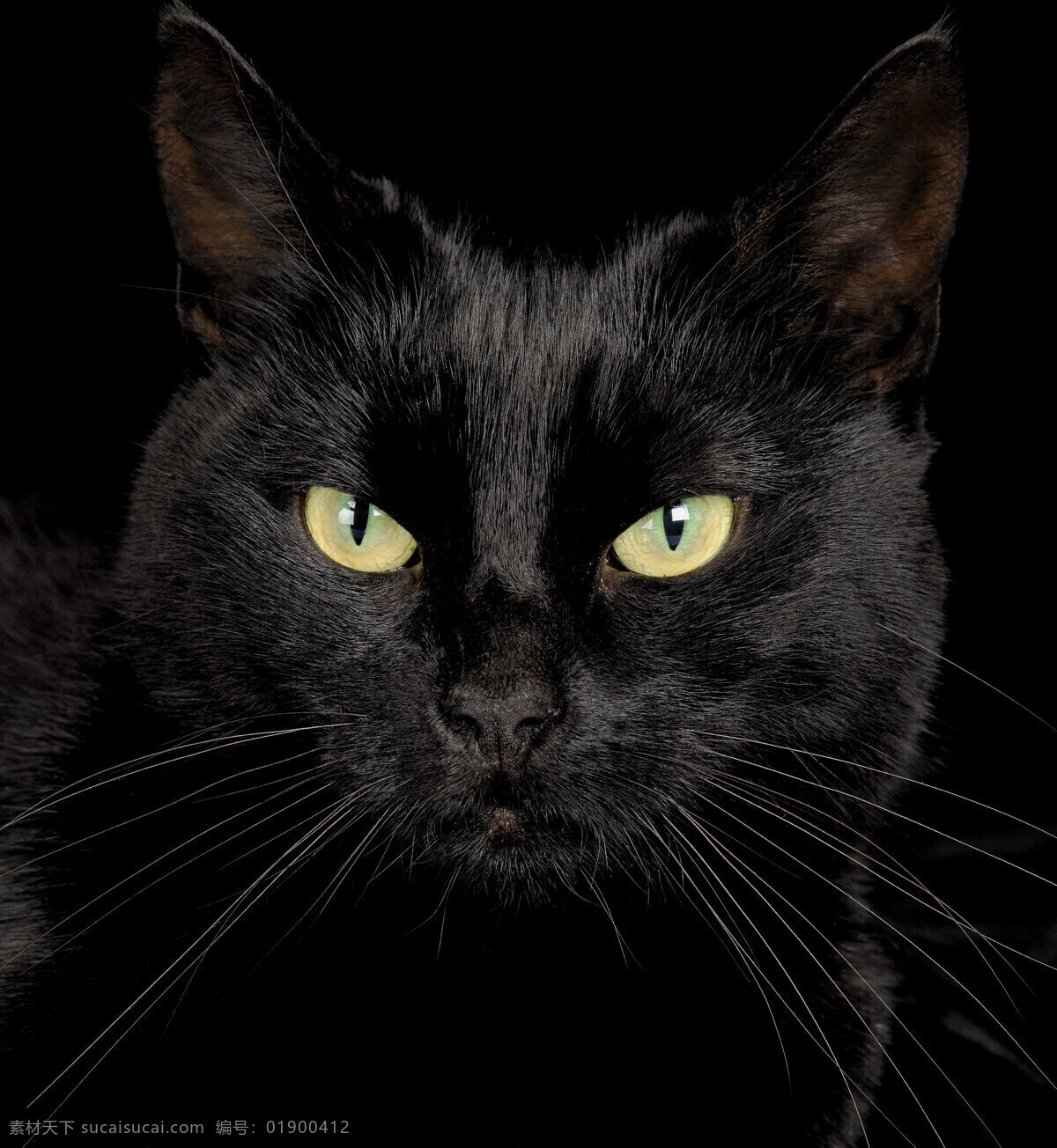 黑猫 宠物猫 猫 萌宠 宠物 萌猫 小猫 猫咪 猫猫 宠物素材合集 家禽家畜 生物世界