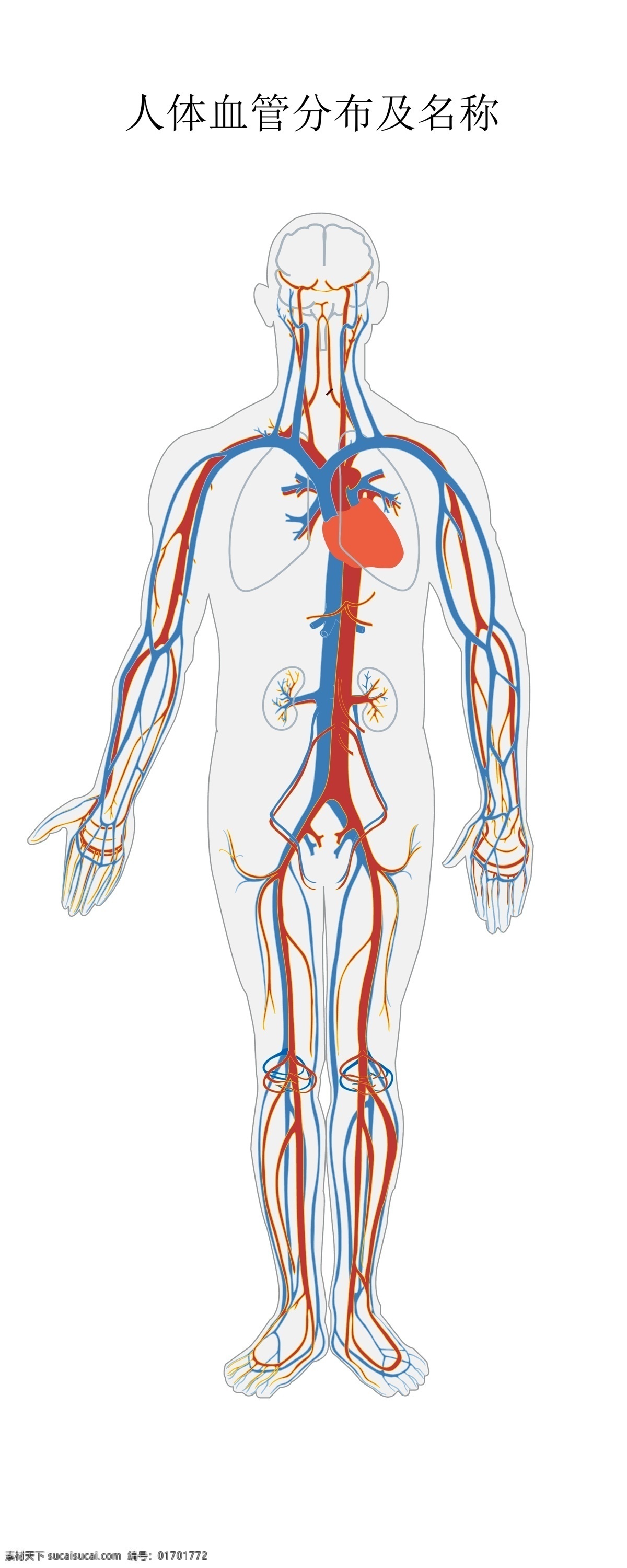 人体 血管 分布 结构图 血管分布结构 人体血管 动脉静脉 血管结构 医疗素材 医疗护理