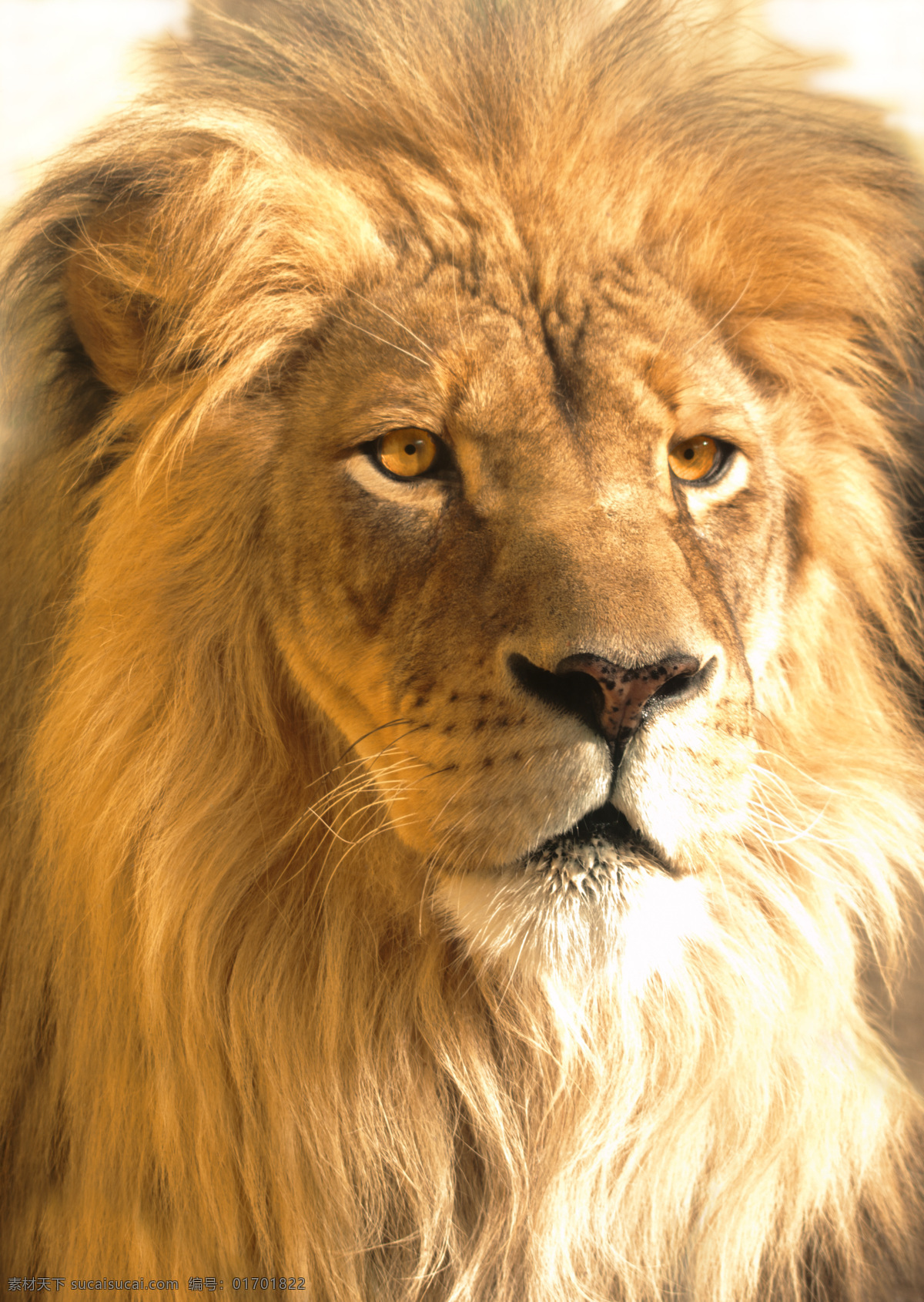 凶猛 野兽 狮子 山林 之王 狮子图片 生物世界 野生动物