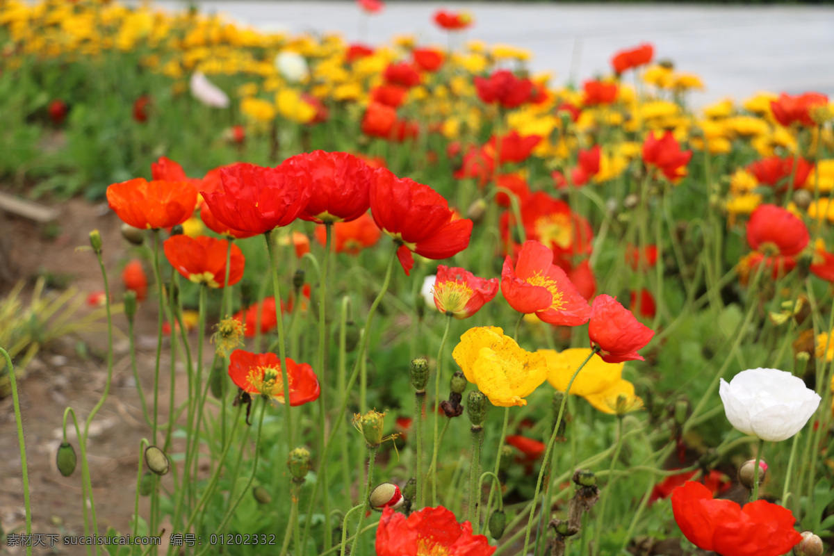 红花 波斯菊 路边花 花丛 公园 绿植 黄花 花朵 花卉 鲜花 水边植物 园艺 园林 花圃 花瓣 花草 植物 园林景观 春天 生物世界