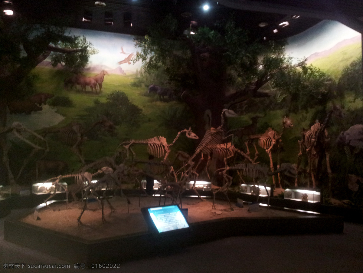 鄂尔多斯 博物馆 康巴什博物馆 恐龙 化石 展览馆 旅游摄影 国内旅游 黑色