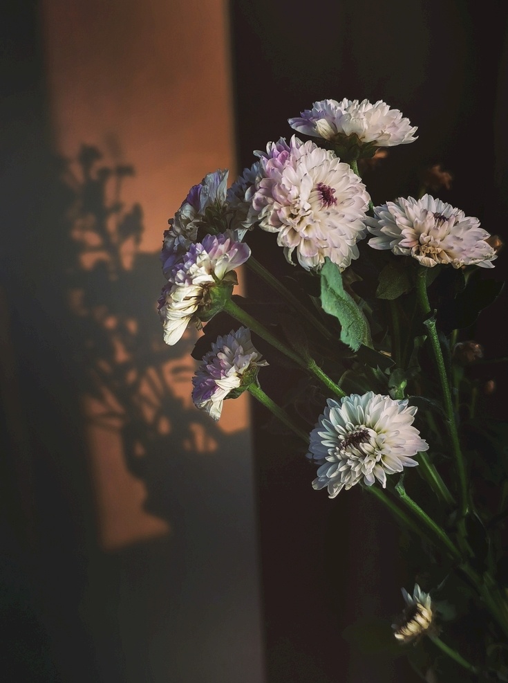 阳光 下 野 菊花 花朵 暗红色 色彩 生物世界 花草