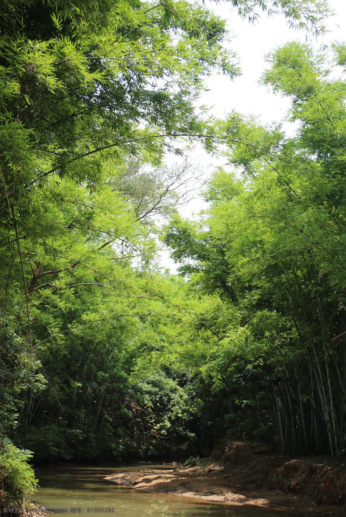 竹林 竹子林 竹子 竹叶 竹枝 信宜风景 生物世界 树木树叶
