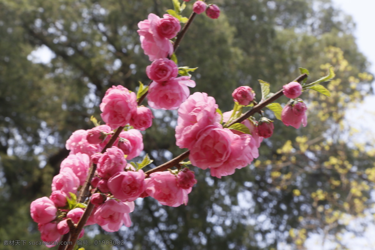 榆叶梅 观赏花卉 花骨朵 榆梅 小桃红 春芽 花苞 梅花 春天 花卉 树枝 自然景观 绿化景观 榆叶梅腊梅 生物世界 花草