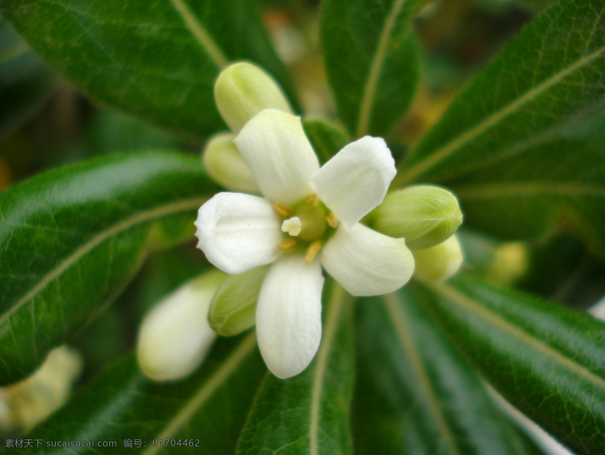 海桐花 海桐 生物 植物 花草 树木 灌木 观赏 园艺 绿化 山矾 生物世界