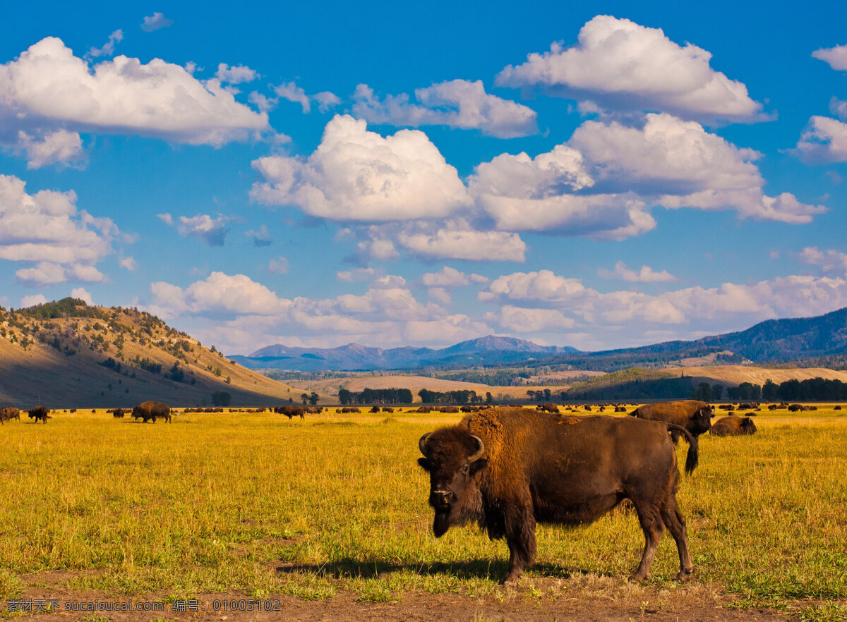 美洲野牛 草原 荒原 黄石国家公园 偶蹄目 牛科 野牛属 野生动物 生物世界