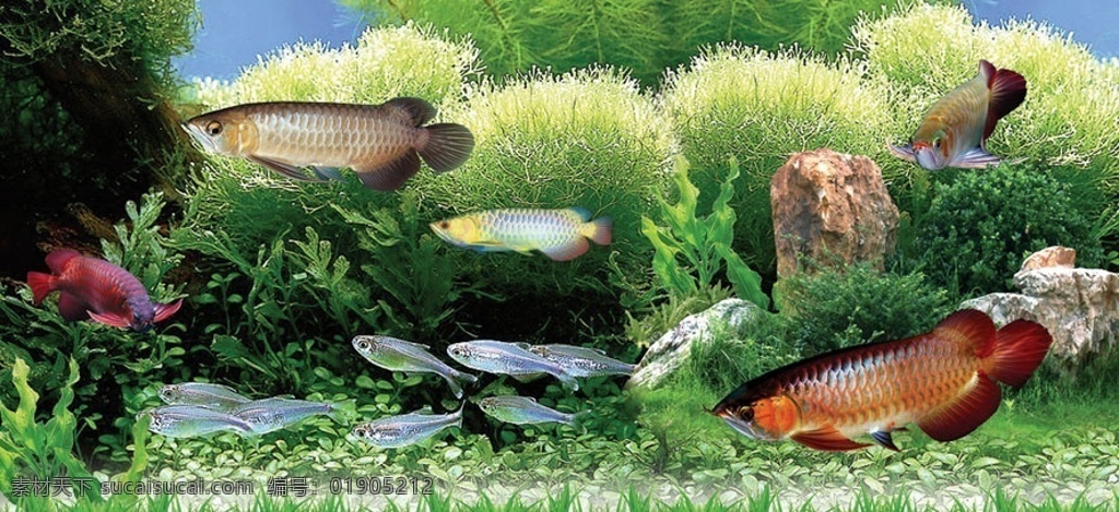 水族馆 海底 世界 观赏鱼 热带鱼 水族箱 海底世界 淡水鱼 分层 源文件