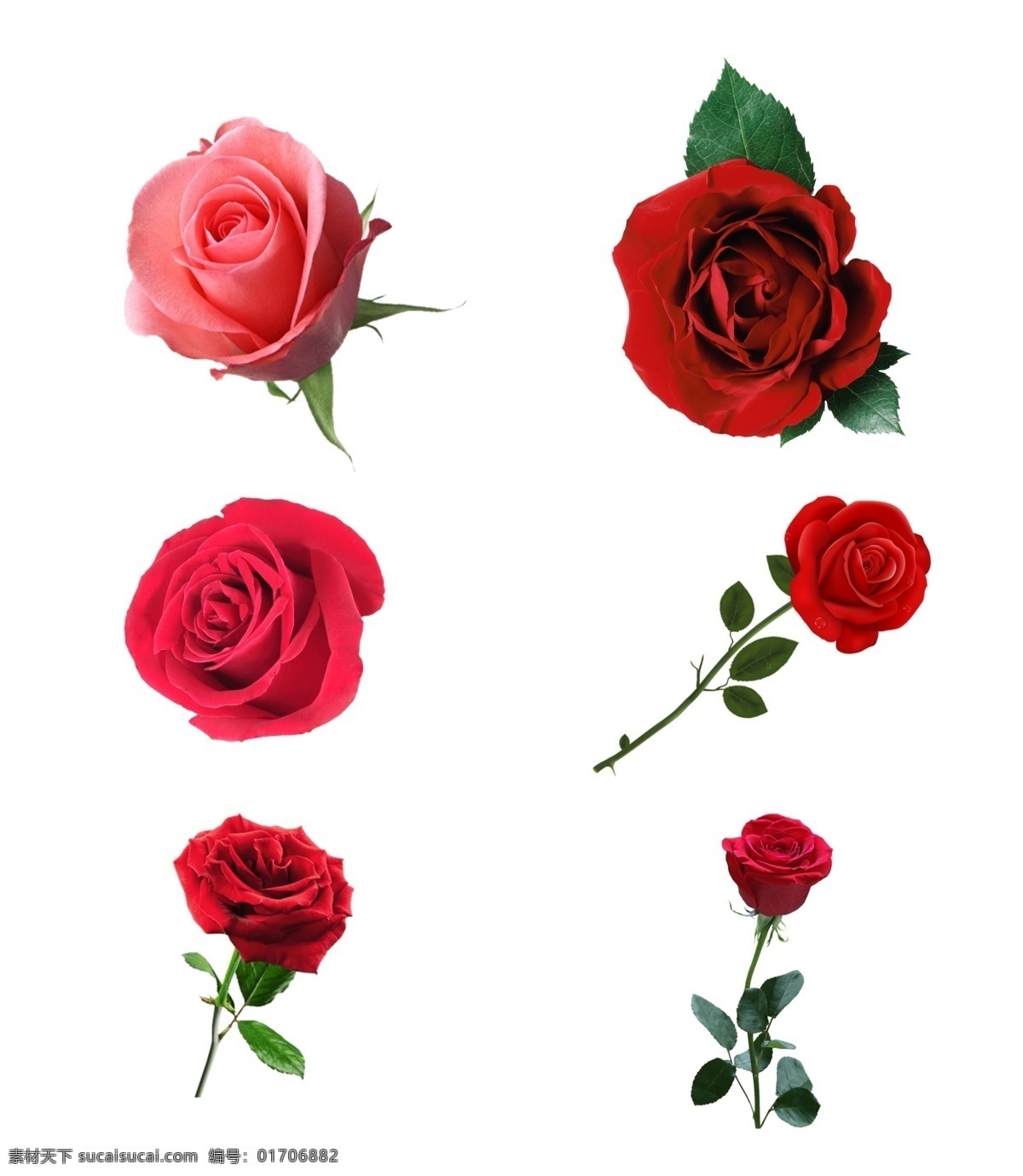 玫瑰花图片 玫瑰花 玫瑰花素材 玫瑰花元素 玫瑰花花朵 玫瑰 玫瑰素材