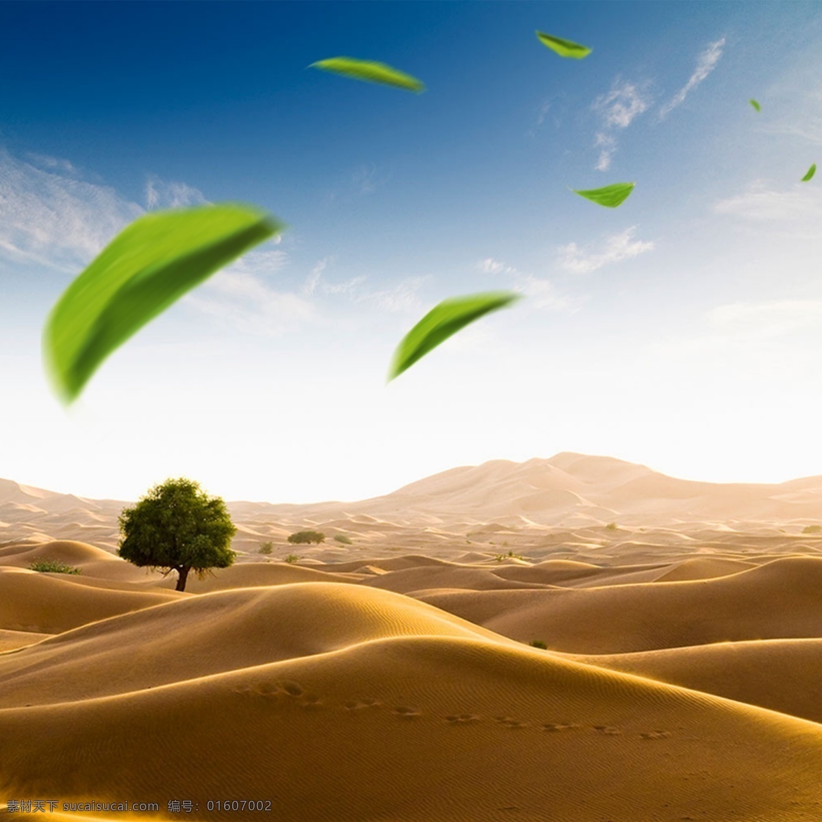 沙漠摄影首图 沙漠 绿色 树木 白色