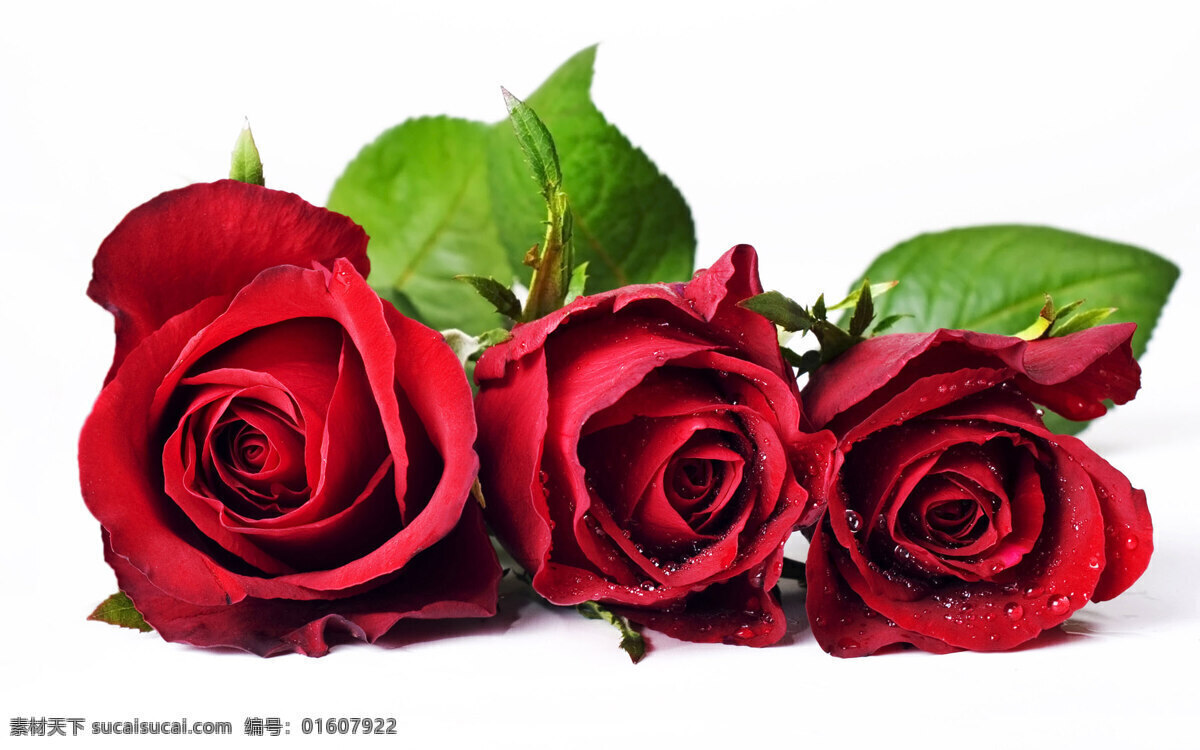 浪漫 红玫瑰 花 花卉 花朵 花草 红色