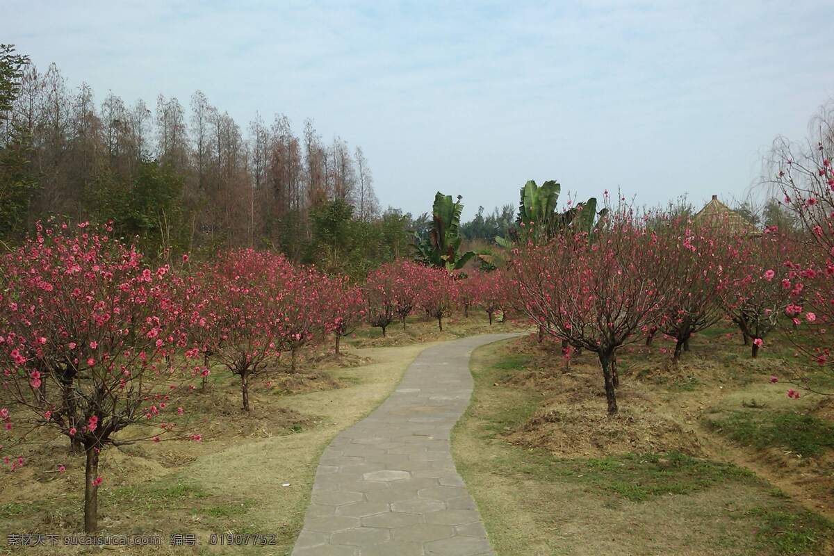 国内旅游 旅游摄影 桃花 肇庆 七星岩 桃花岛 美丽的桃花 七星岩桃花岛 肇庆七星岩 春天的植物 春天的桃花 盛开的桃花 美丽 肇庆桃花岛 盛开 psd源文件