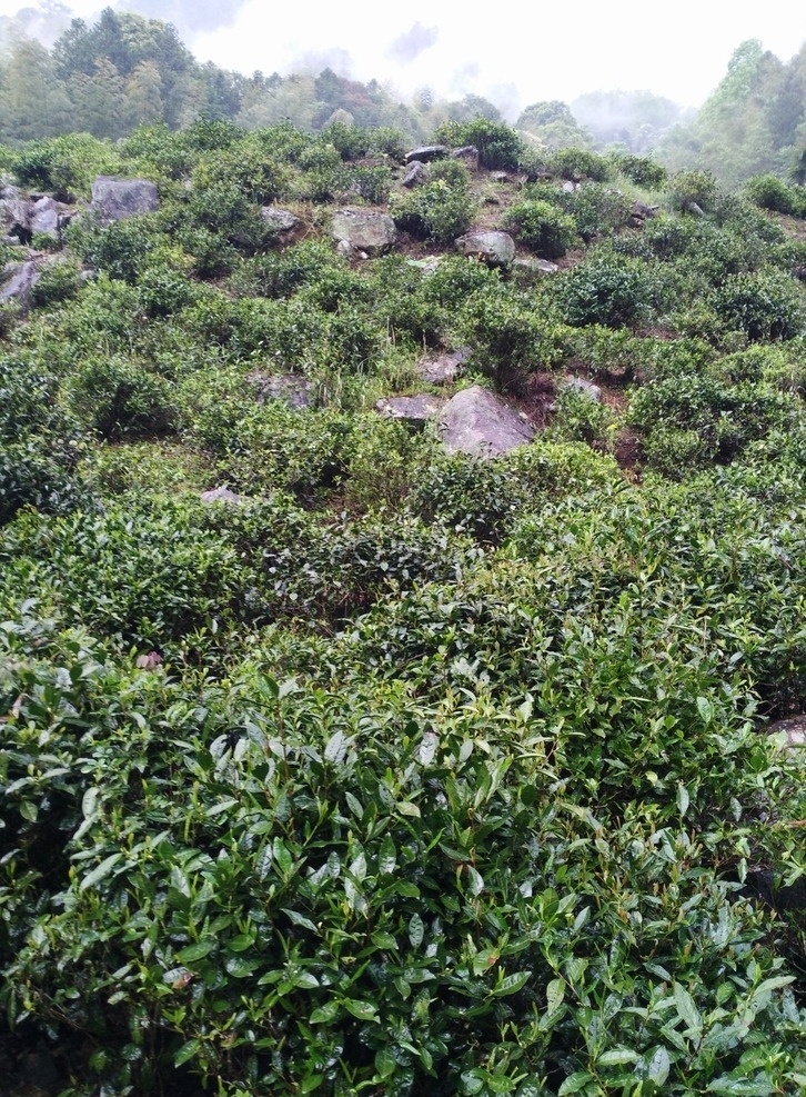 茶树生长环境 正山小种 福建茶 红茶 茶树 茶山 环境 大山 生物世界 树木树叶
