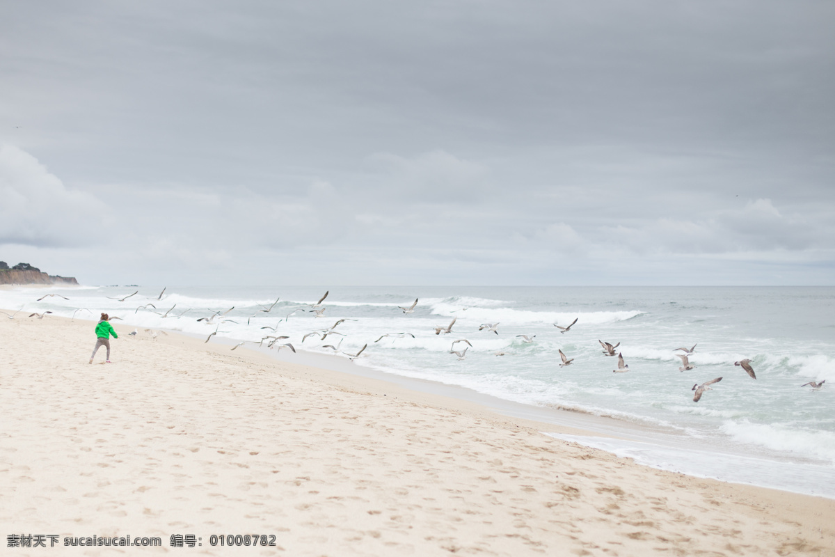 沙滩戏鸟 海滩 沙滩 海水 海鸥 海鸟 自然景观 自然风景