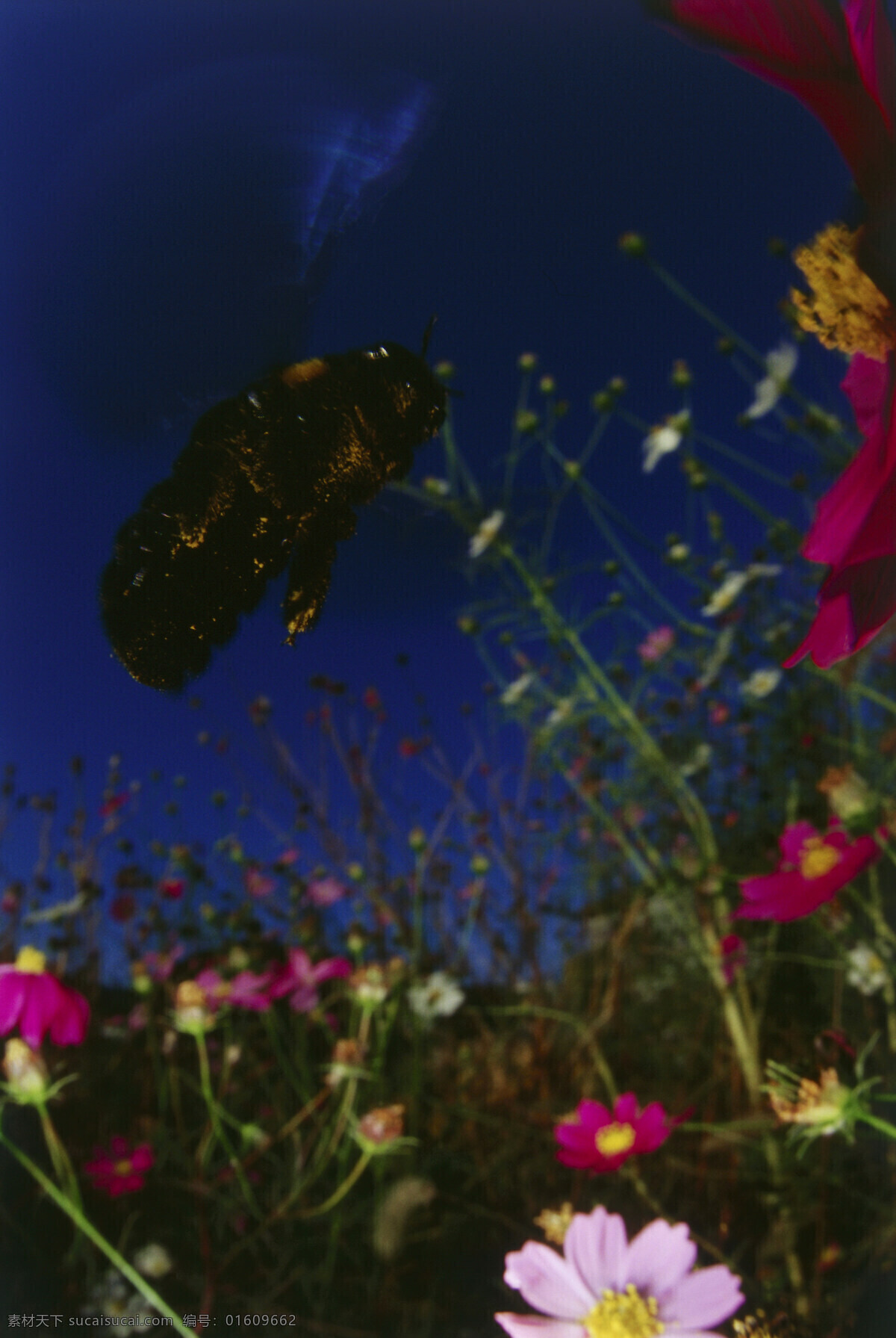 花丛 中 飞来 飞去 小 蜜蜂 小蜜蜂 采蜜 飞 飞翔 美丽鲜花 花朵 动物世界 昆虫世界 花草树木 生态环境 生物世界 野外 自然界 自然生物 自然生态 高清图片 自然 植物 户外