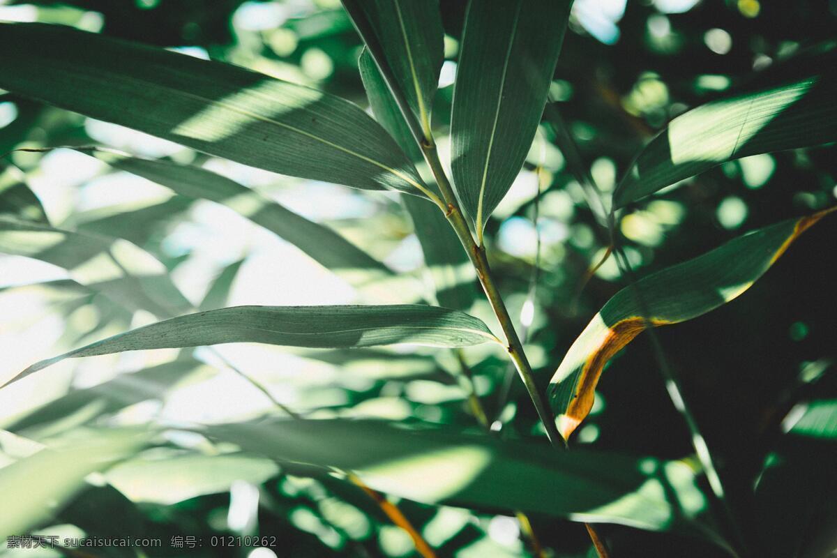 竹叶阳光 背景 竹子 竹叶 阳光 树叶 绿色 竹林 海报 拍摄 植物 自然景观 自然风景