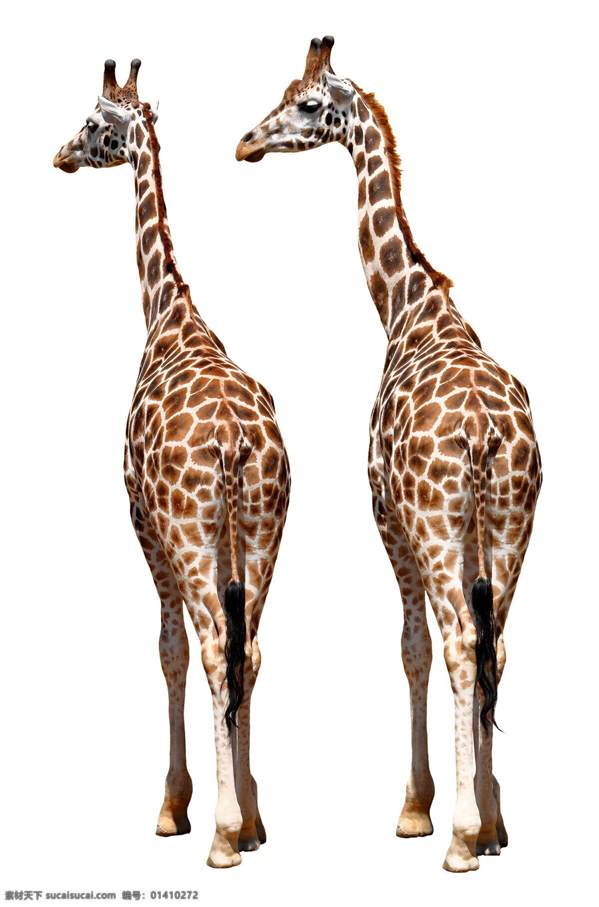 长颈鹿 动物表情 野长颈鹿特写 可爱长颈鹿 非洲长颈鹿 生物世界 野生动物