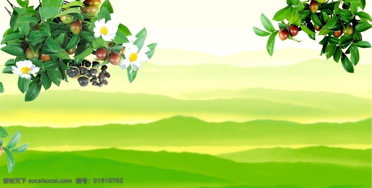 高山油茶 背景图 油茶树 油茶籽等 分层 源文件
