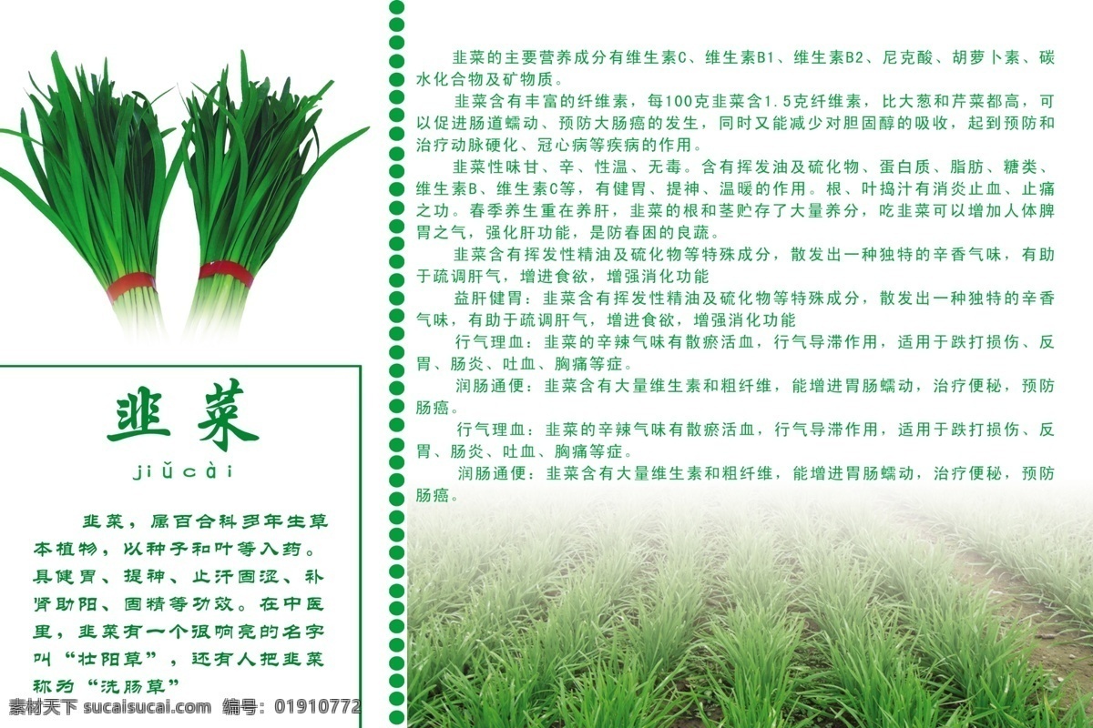 韭菜简介 韭菜 蔬菜 简介 健康营养 绿色食品 广告设计模板 源文件