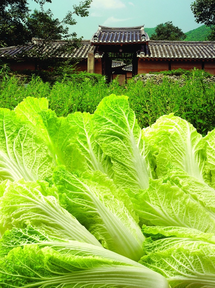 大白菜 农家大白菜 白菜 蔬菜 高清蔬菜 生物世界