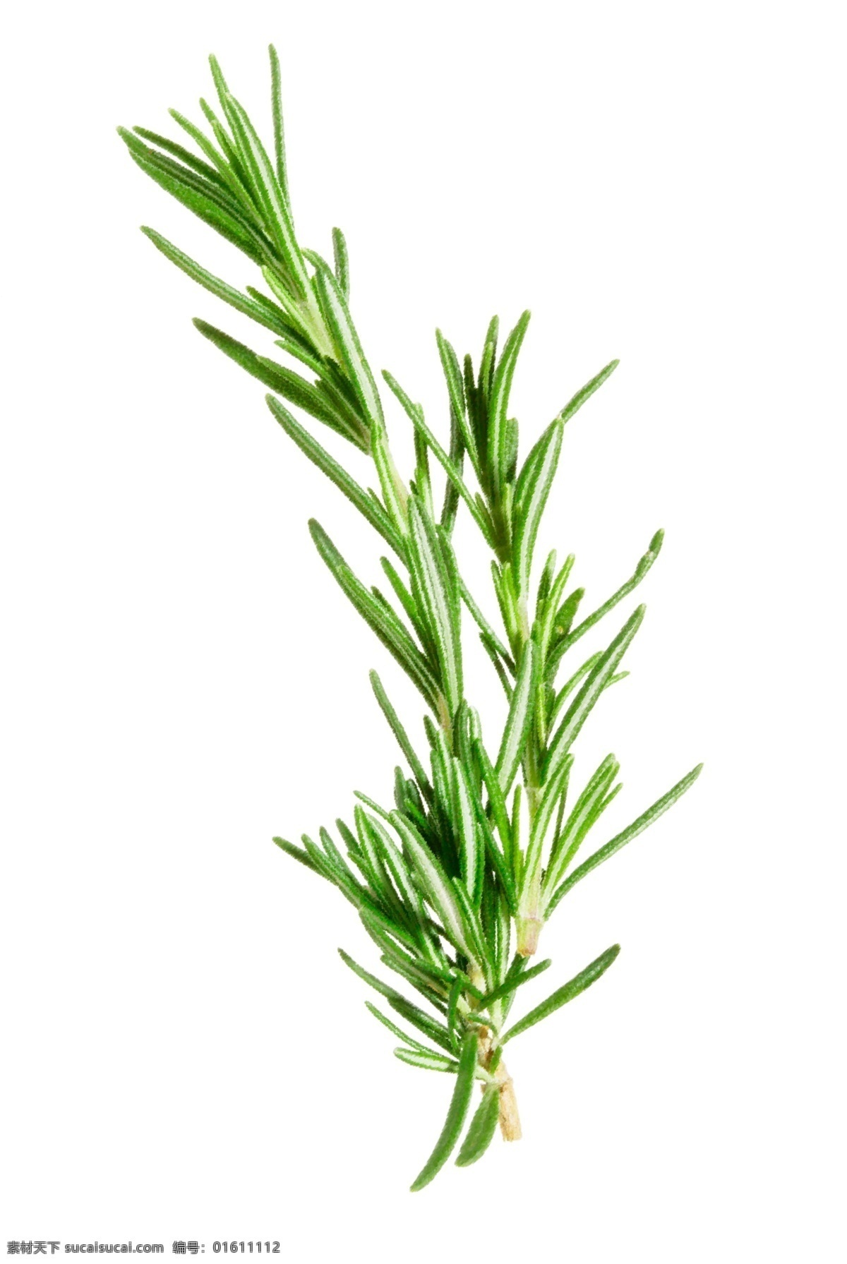 迷迭香 芳香 植物 精油 抠图 自然景观 自然风光