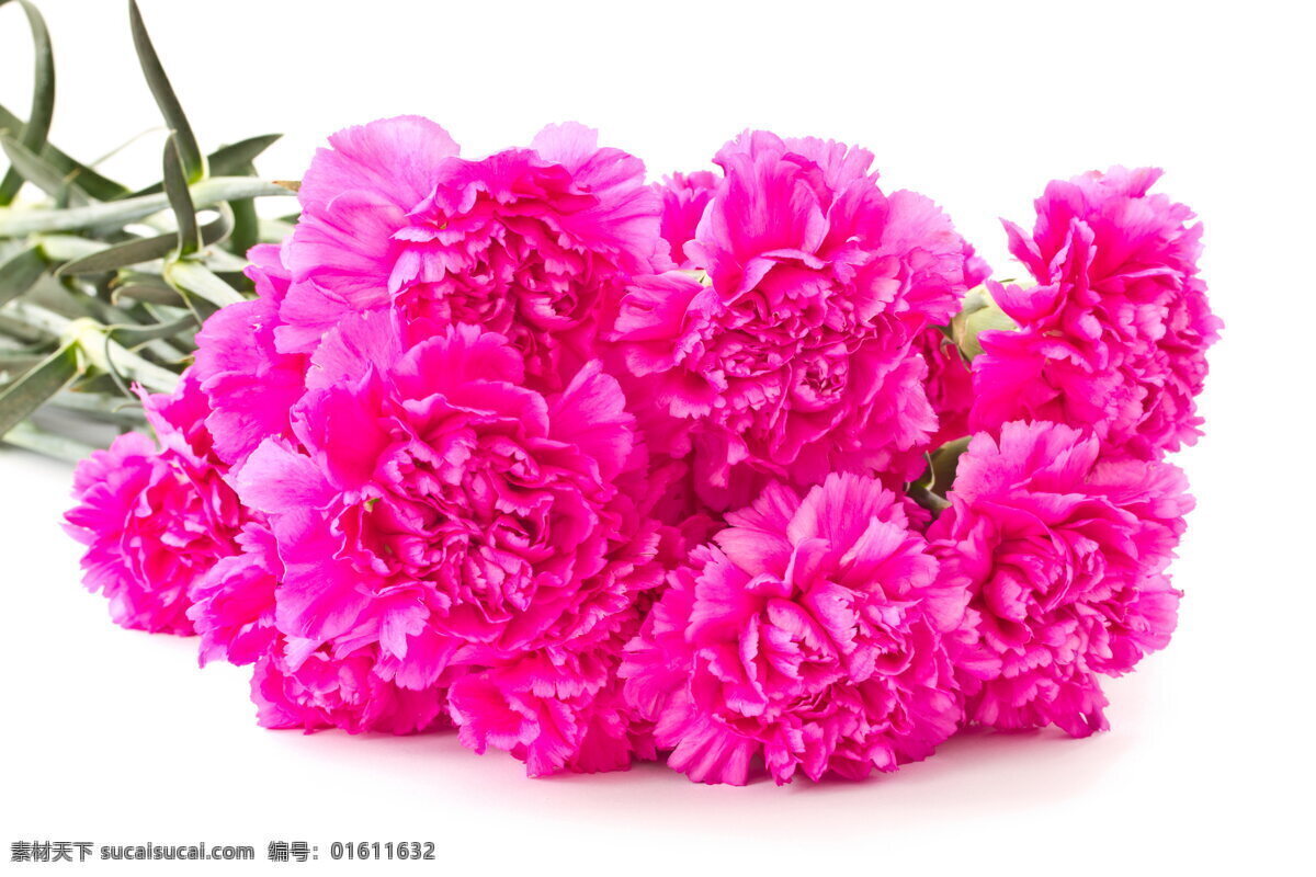 康乃馨 鲜花 花枝 花束 花朵 花卉