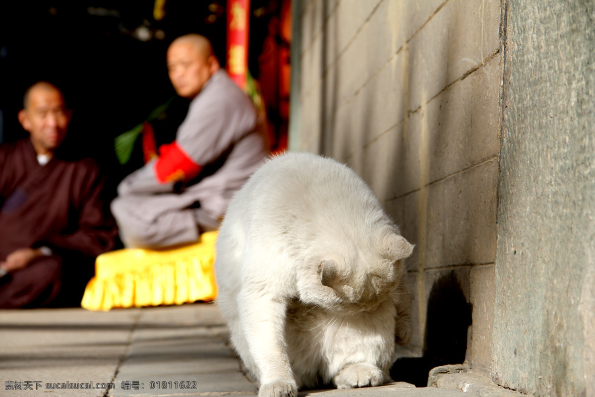 寺院 里 猫 佛教 可爱 晒太阳 文化艺术 宗教信仰 寺院里的猫 白猫
