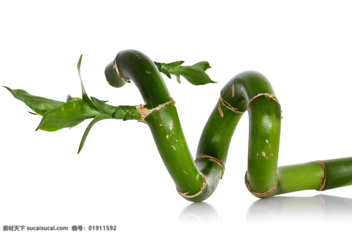 富贵竹 竹子 水 花草树木 生物世界