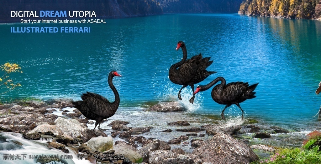 天鹅湖畔 天然湖泊 黑天鹅 嬉戏 蓝色湖面 溪水 岩石 栖息的天鹅 版式时尚 生物世界 鸟类
