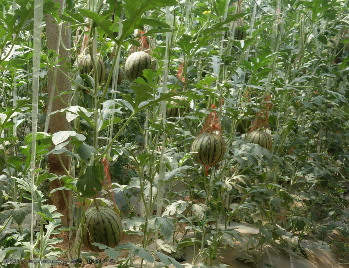 西瓜 瓜 小吊瓜 温室棚 瓜类 水果 生物世界