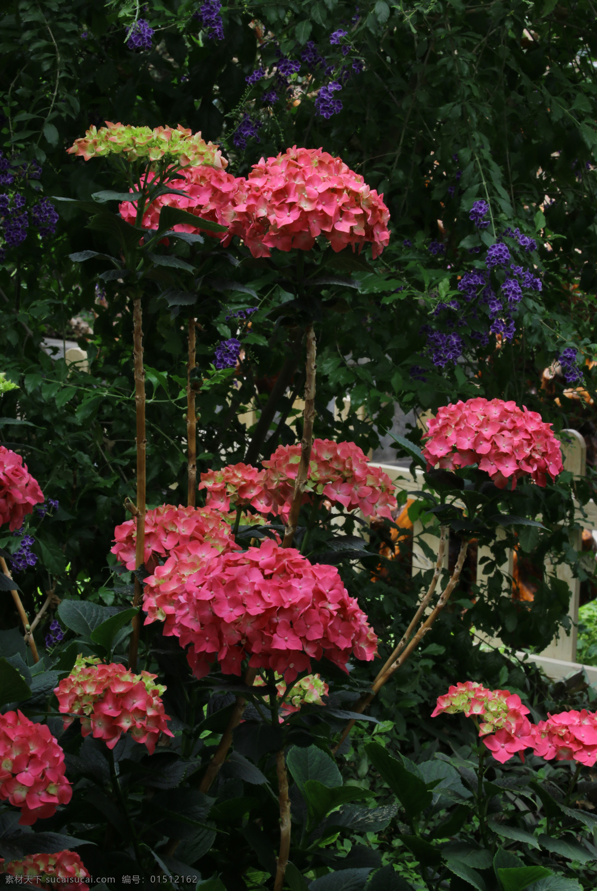 八仙花 绣球花 大叶绣球 绣球 粉团花 草绣球 观赏花卉 花骨朵 花卉 植物 园林绿化 绿化景观 花草 花儿 花朵 花卉大观园 生物世界