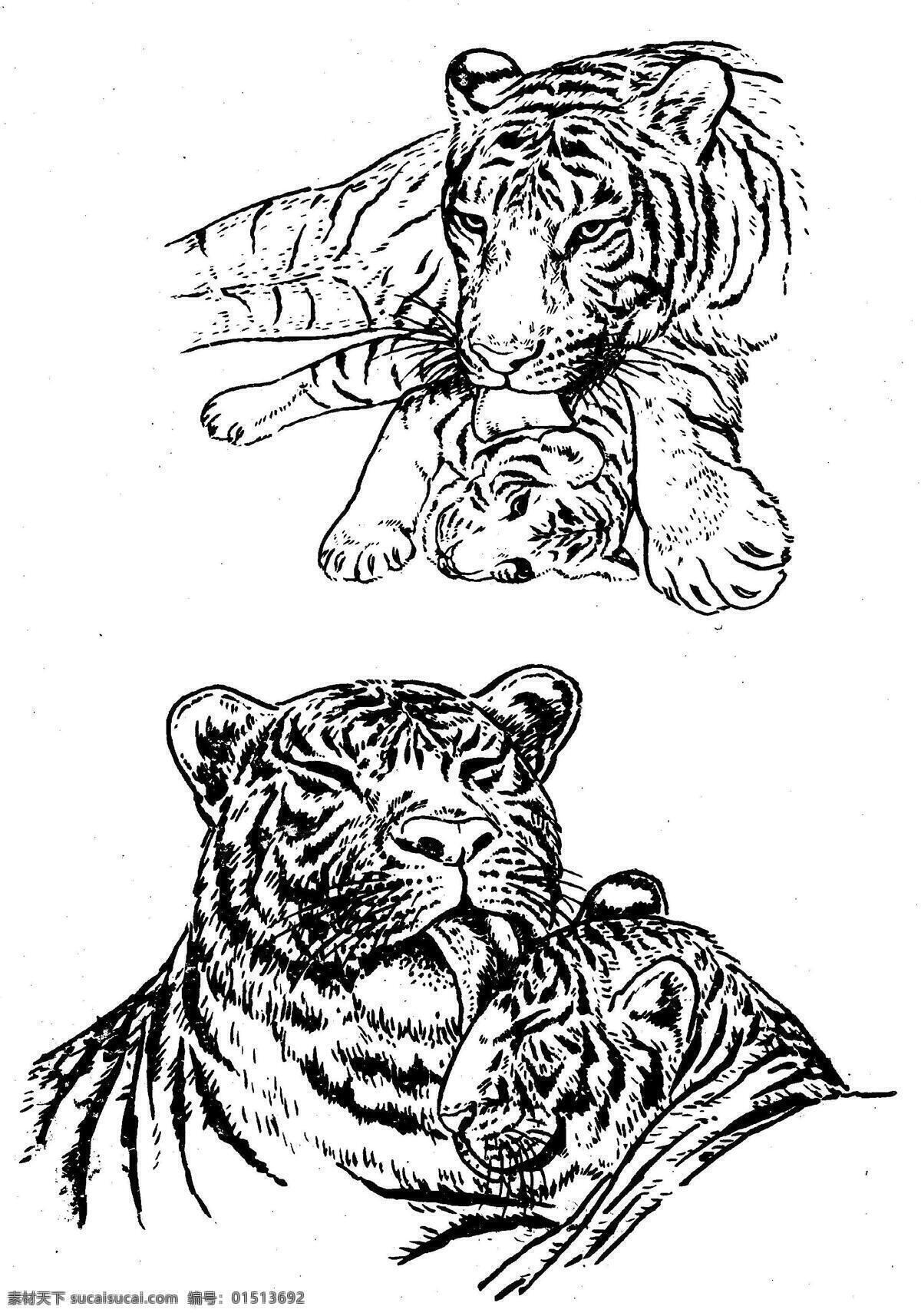 百虎谱29 百虎图 虎 绘画 黑白稿 线描 白描 工笔 国画 写意 邢立宏 陈楠 安吾 卢俊才 田青 佳硕 人民美术出版社 美术 画 老虎 兽王 百虎谱 文化艺术 绘画书法 设计图库