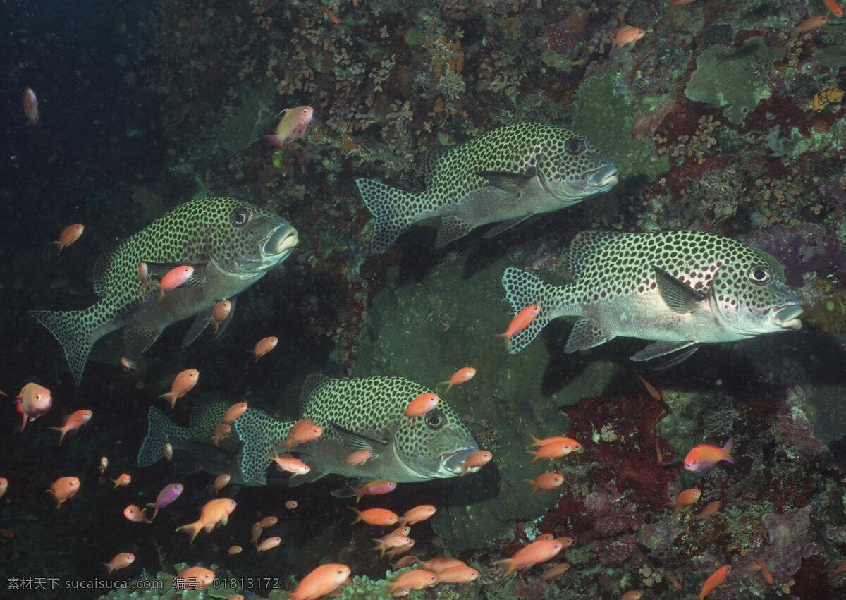 海洋生物 海底世界 海洋 礁石 生物世界 鱼 鱼类 珊蝴礁石 珊蝴 海底景色