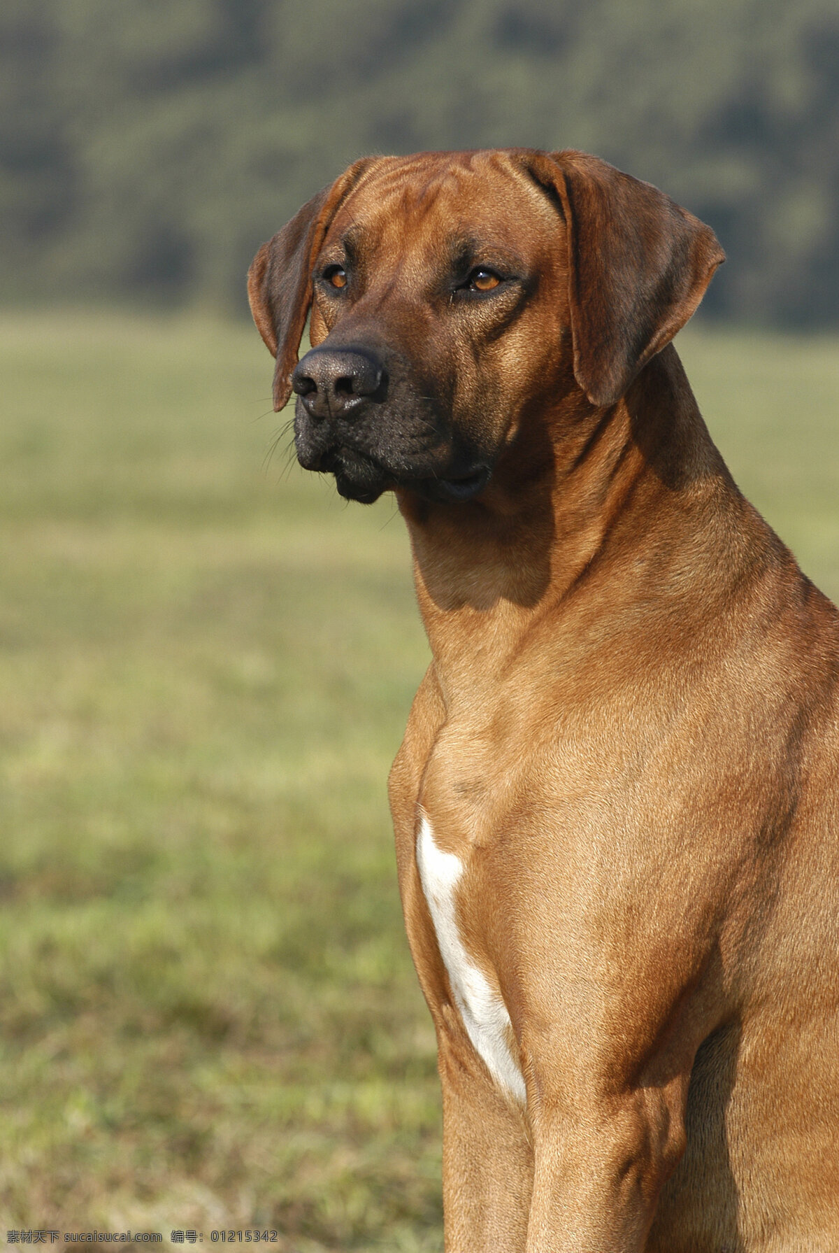 看着 一方 狗 小狗 犬 小狗图片 宠物狗 名贵犬种 宠物狗图片 可爱 小狗图片大全 宠物 小动物 狗狗图片 生物世界